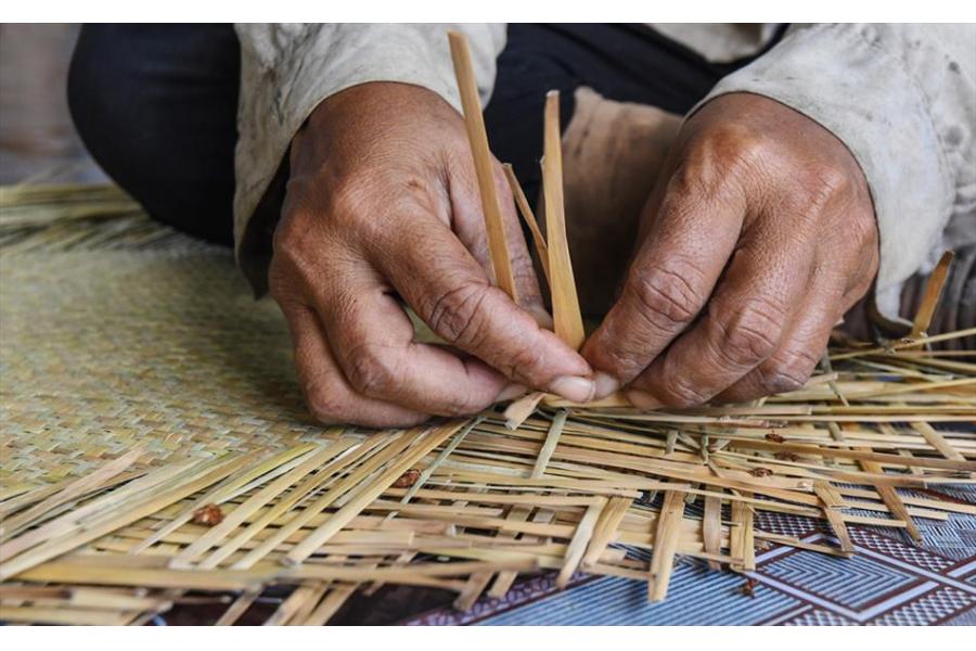 Ứng dụng của cây cỏ bàng đến đời sống thực tiễn.